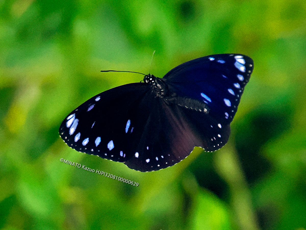 マルバネルリマダラ雌