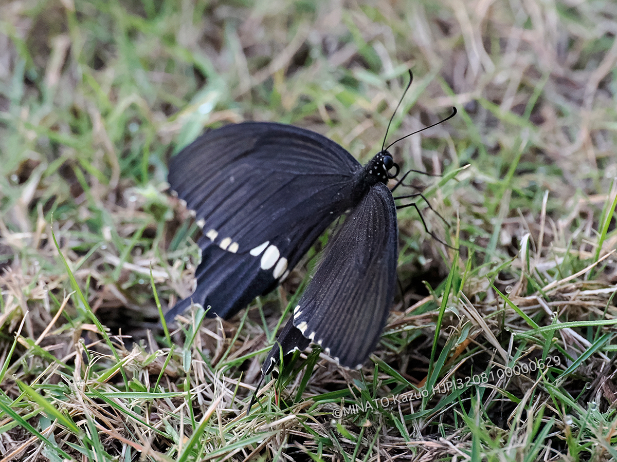 シロオビアゲハ