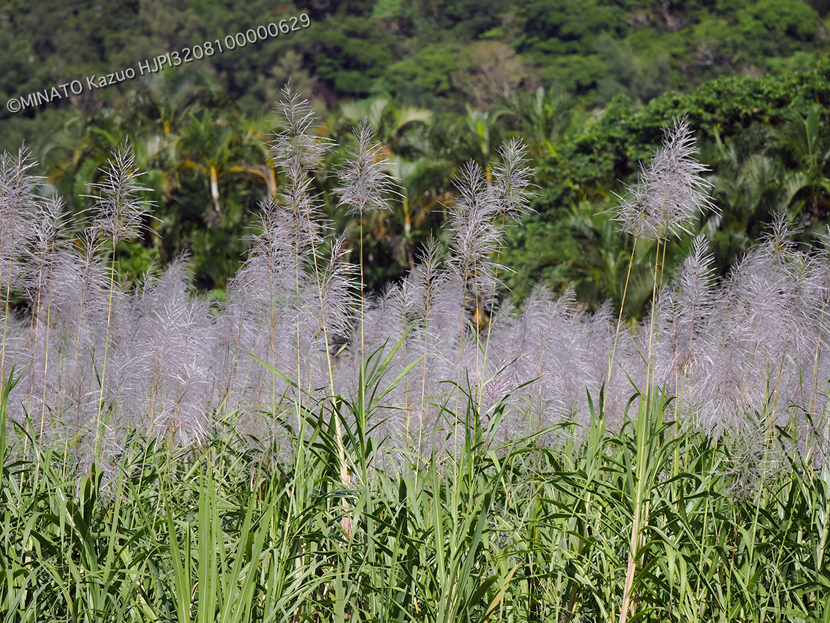 サトウキビ花穂
