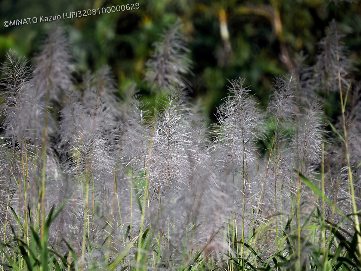 サトウキビ花穂
