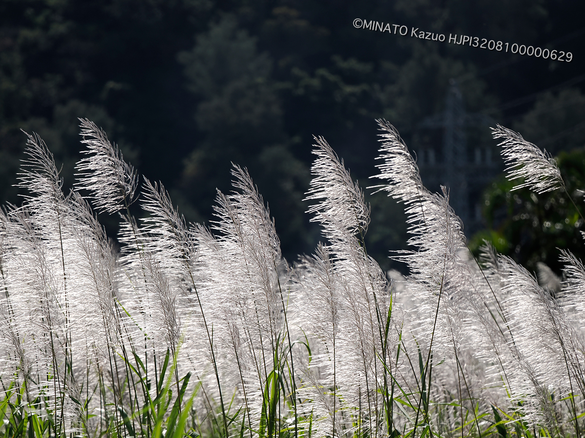 サトウキビ花穂