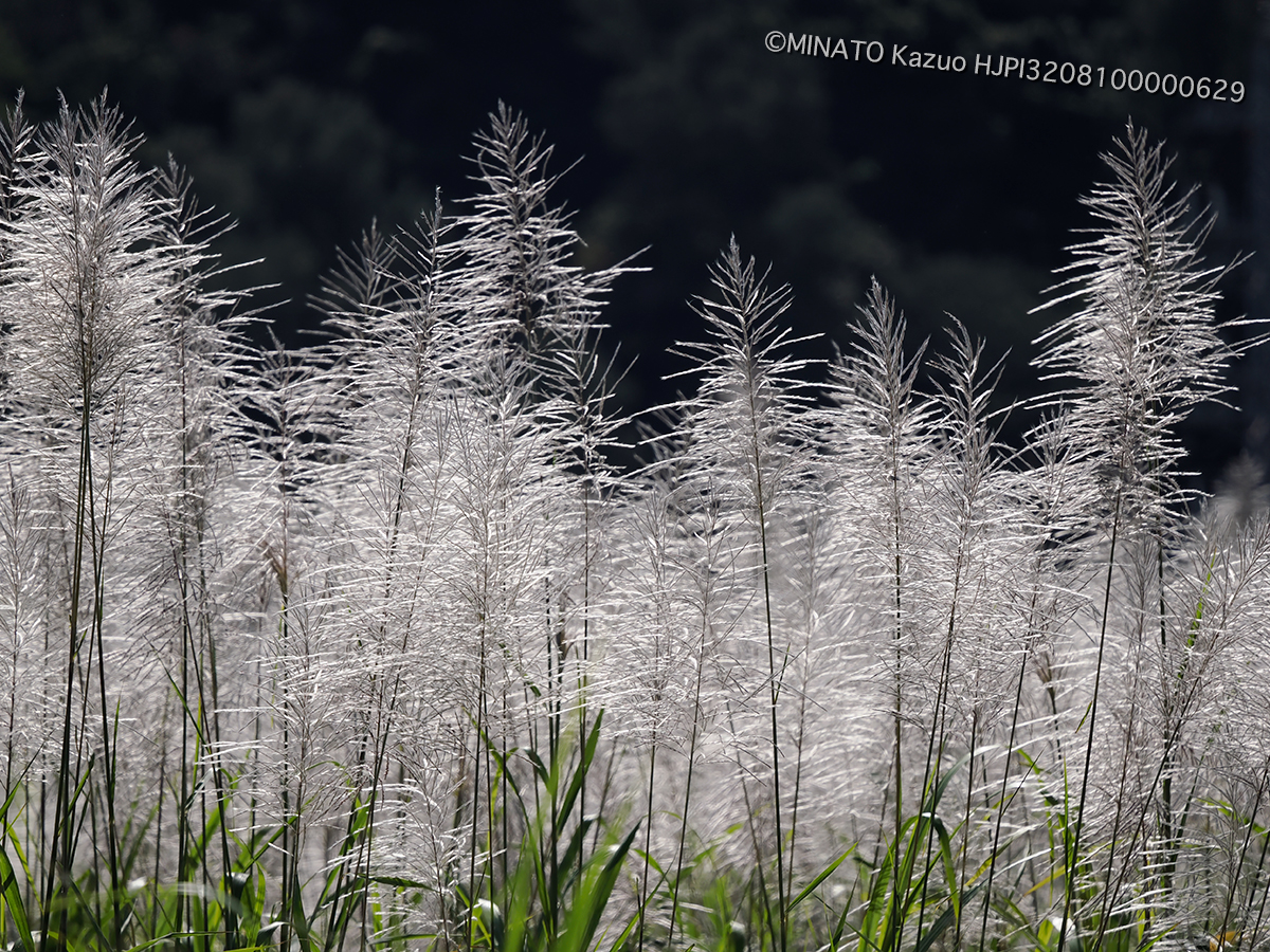 サトウキビ花穂