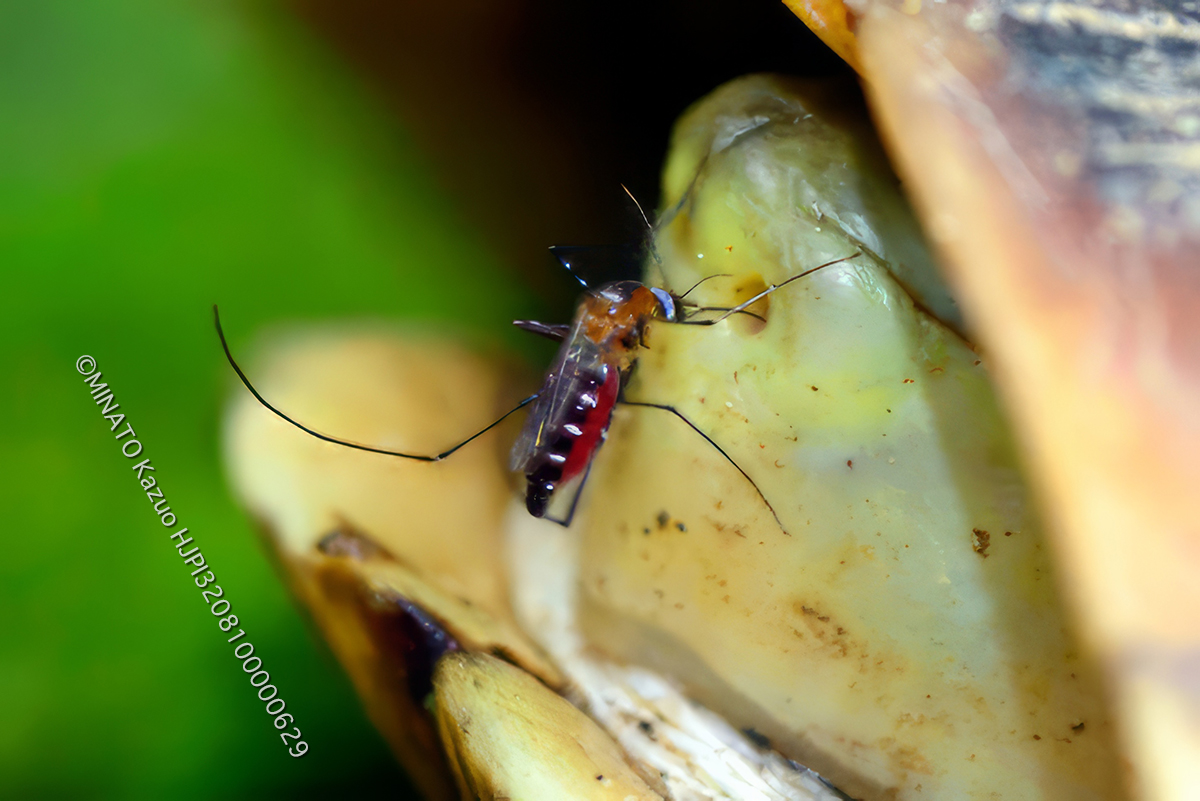 ヤエヤマセマルハコガメ