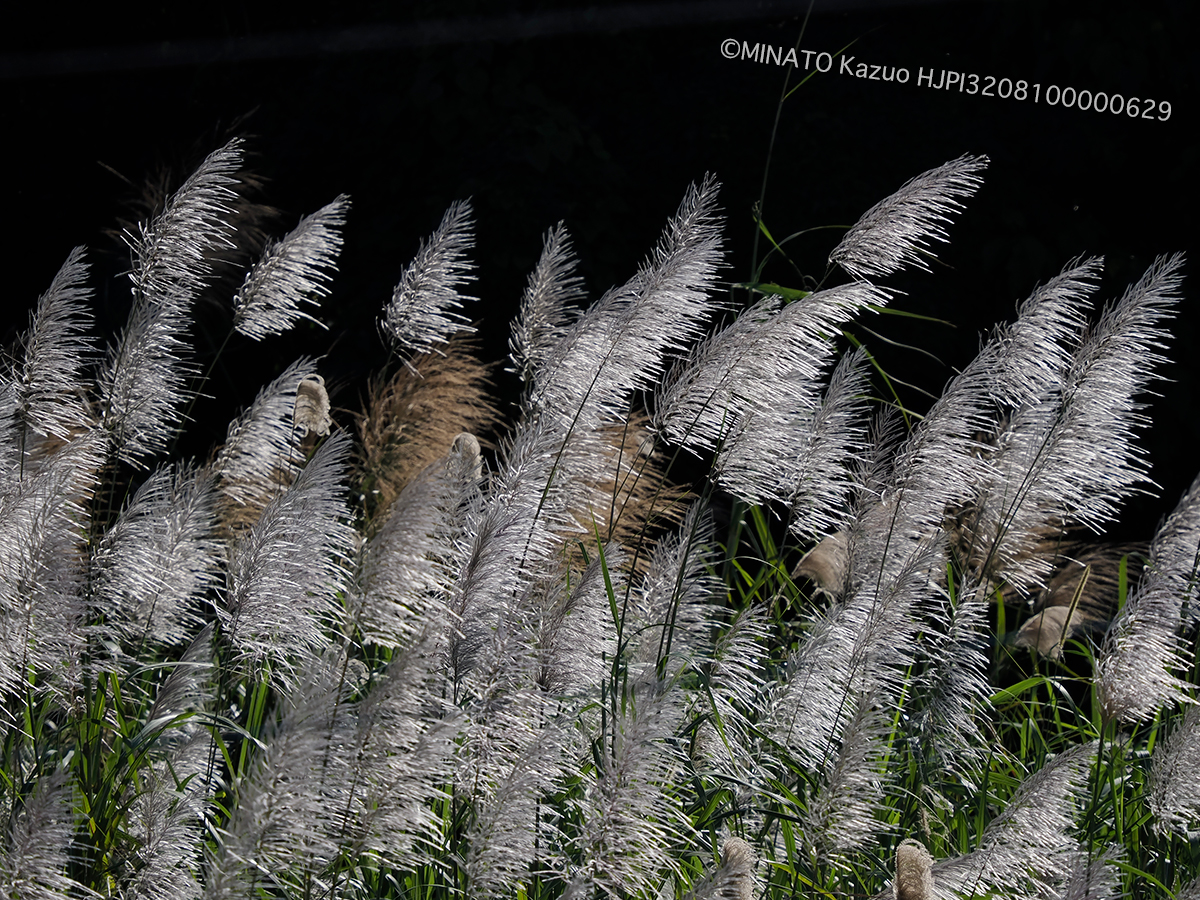 サトウキビ花穂