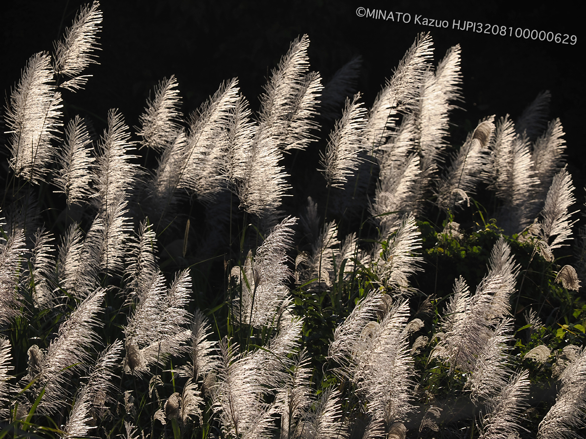 サトウキビ花穂