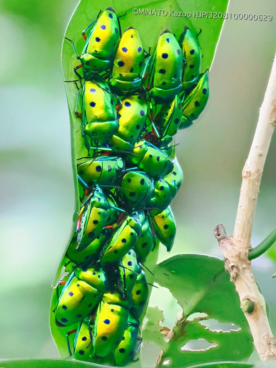 ナナホシキンカメムシ