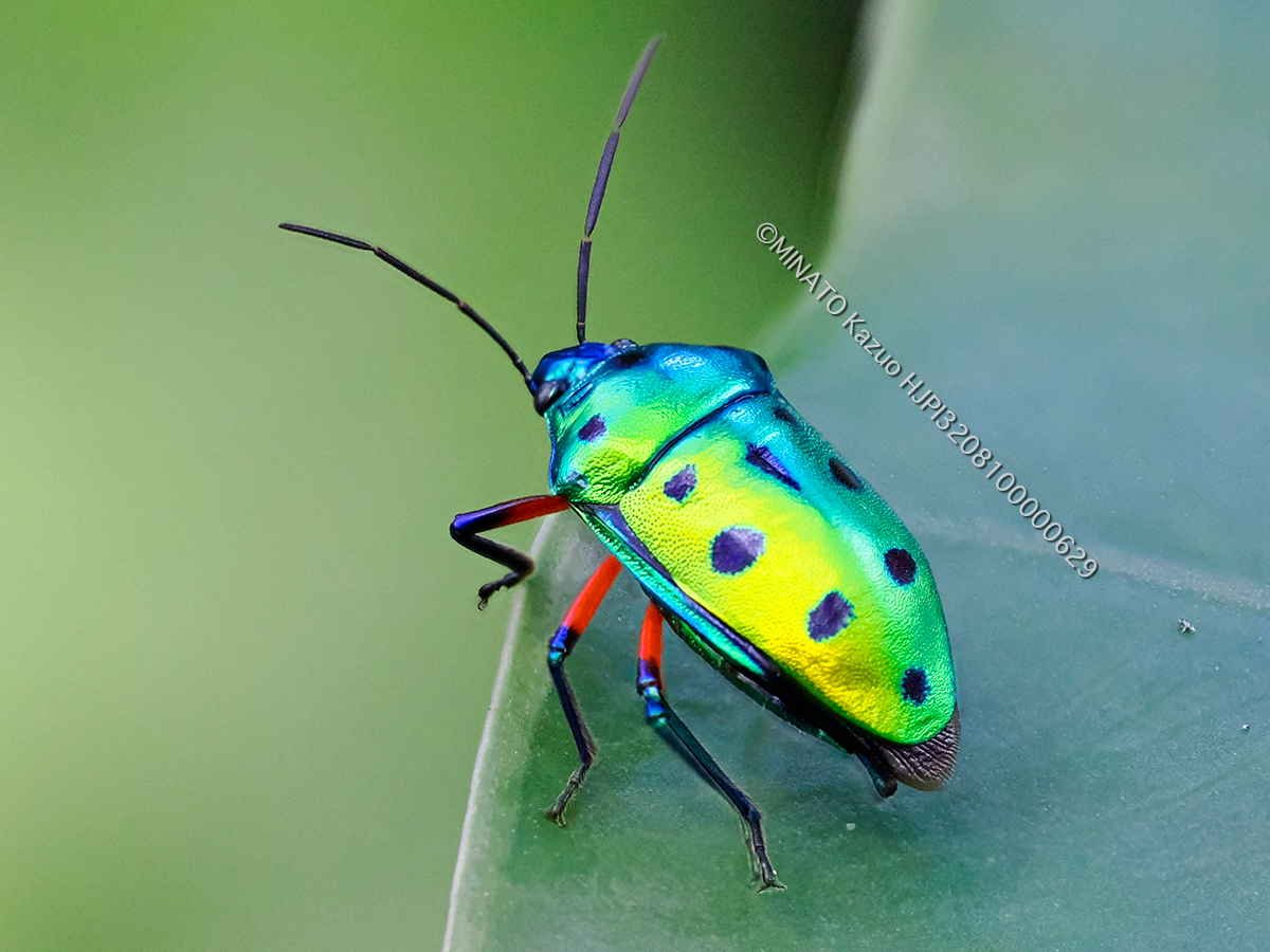 ナナホシキンカメムシ