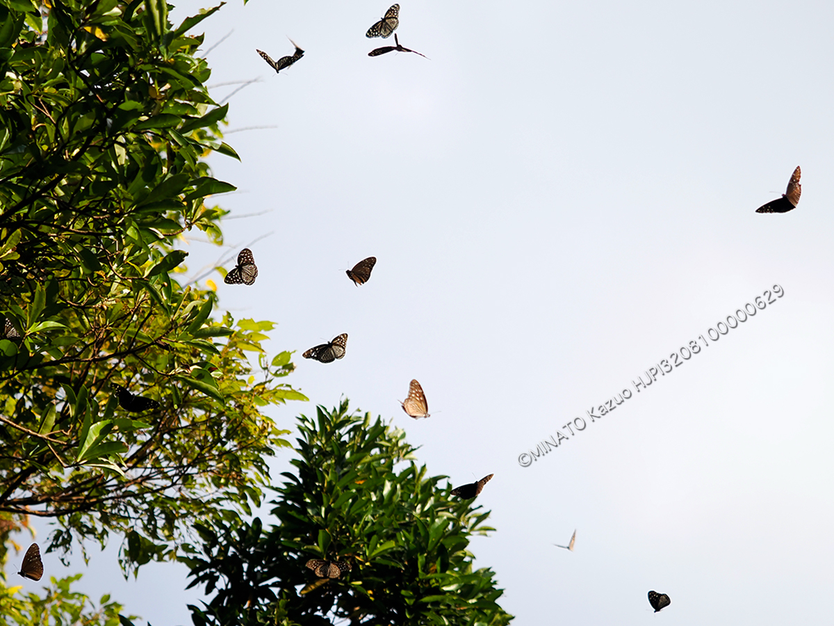 ツマムラサキマダラ求愛