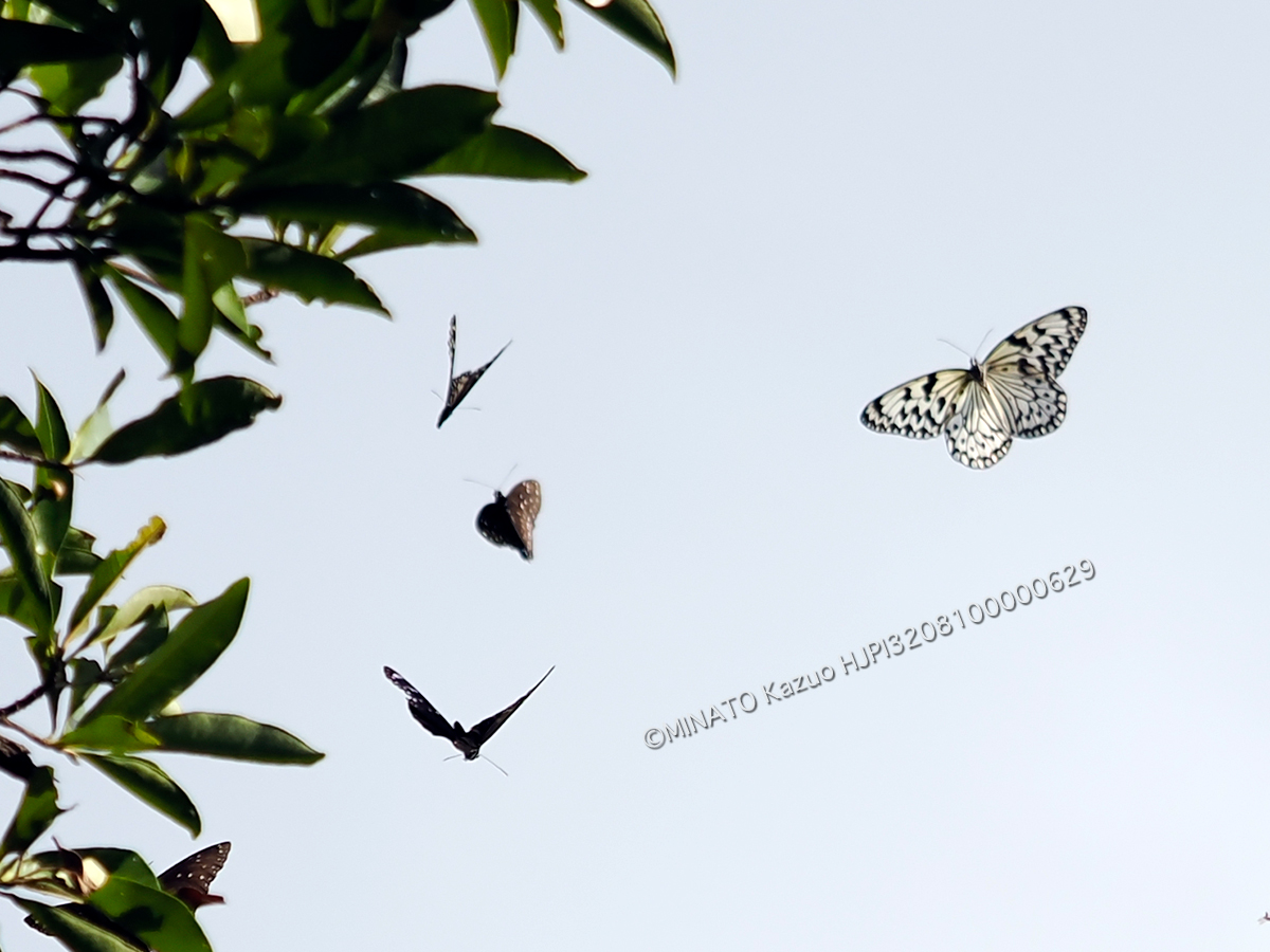 オオゴマダラ・ツマムラサキマダラ