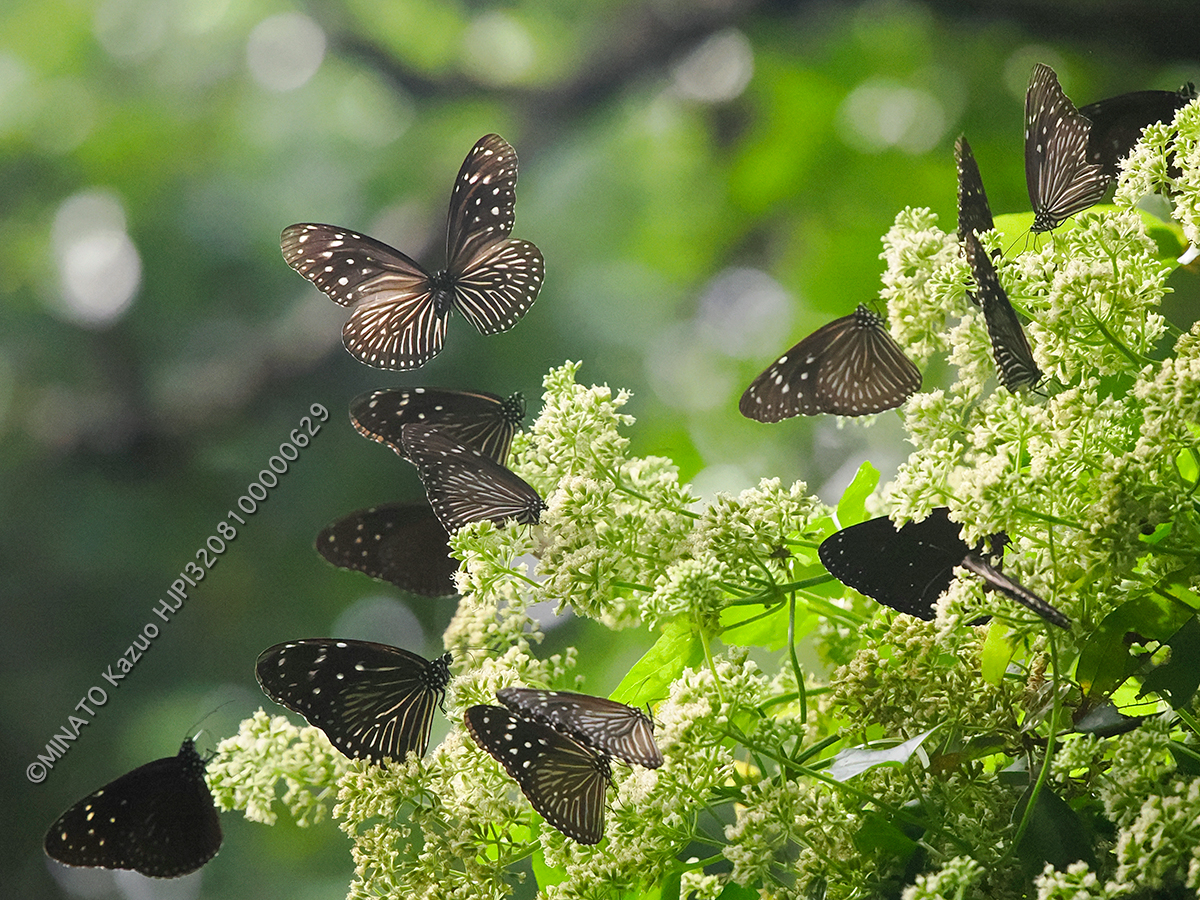 ツマムラサキマダラ