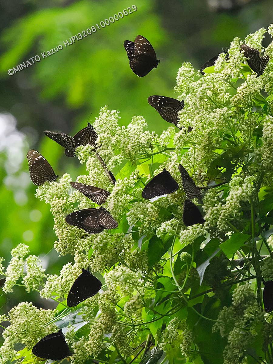 ツマムラサキマダラ雌