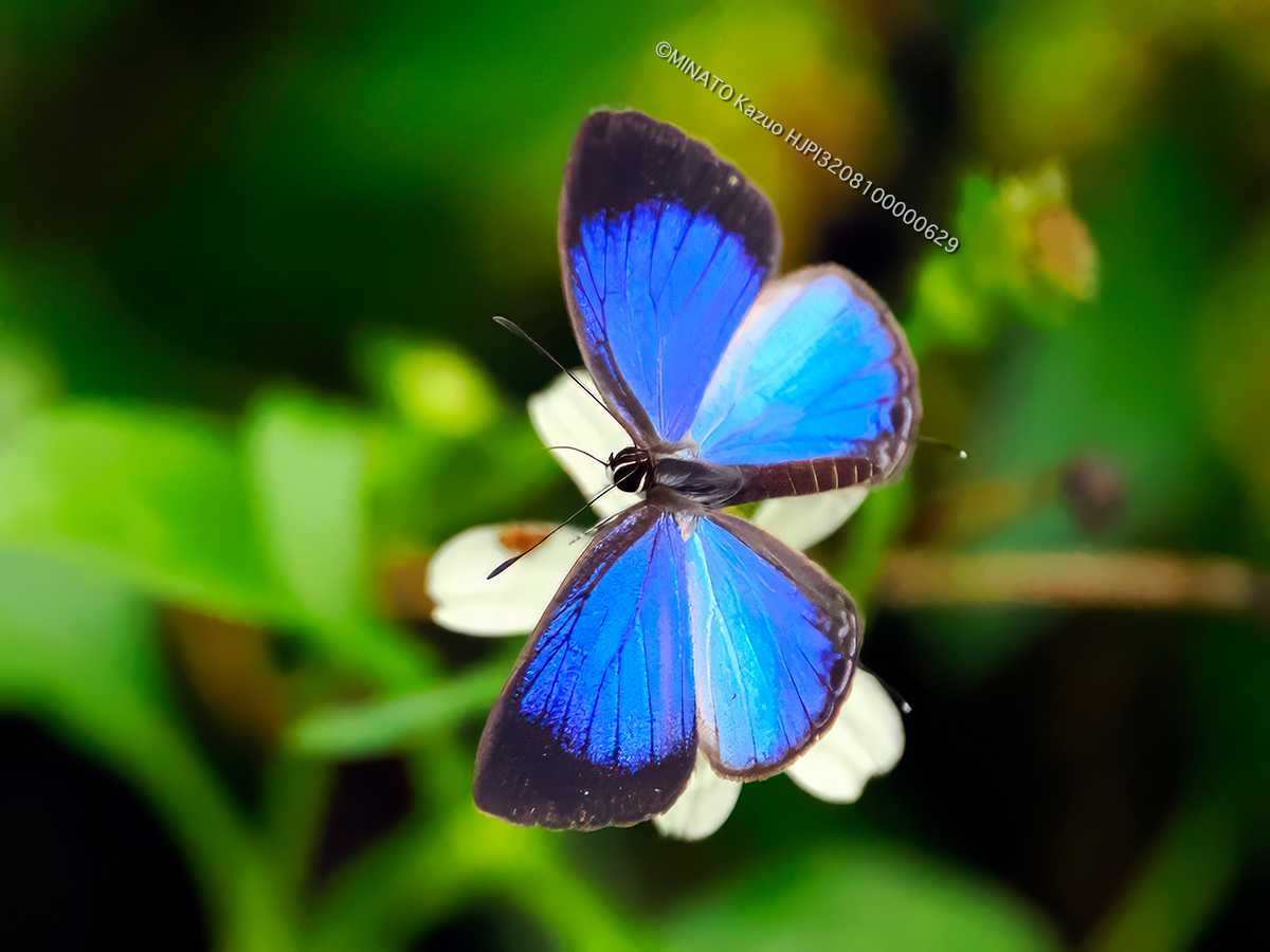 ルリウラナミシジミ