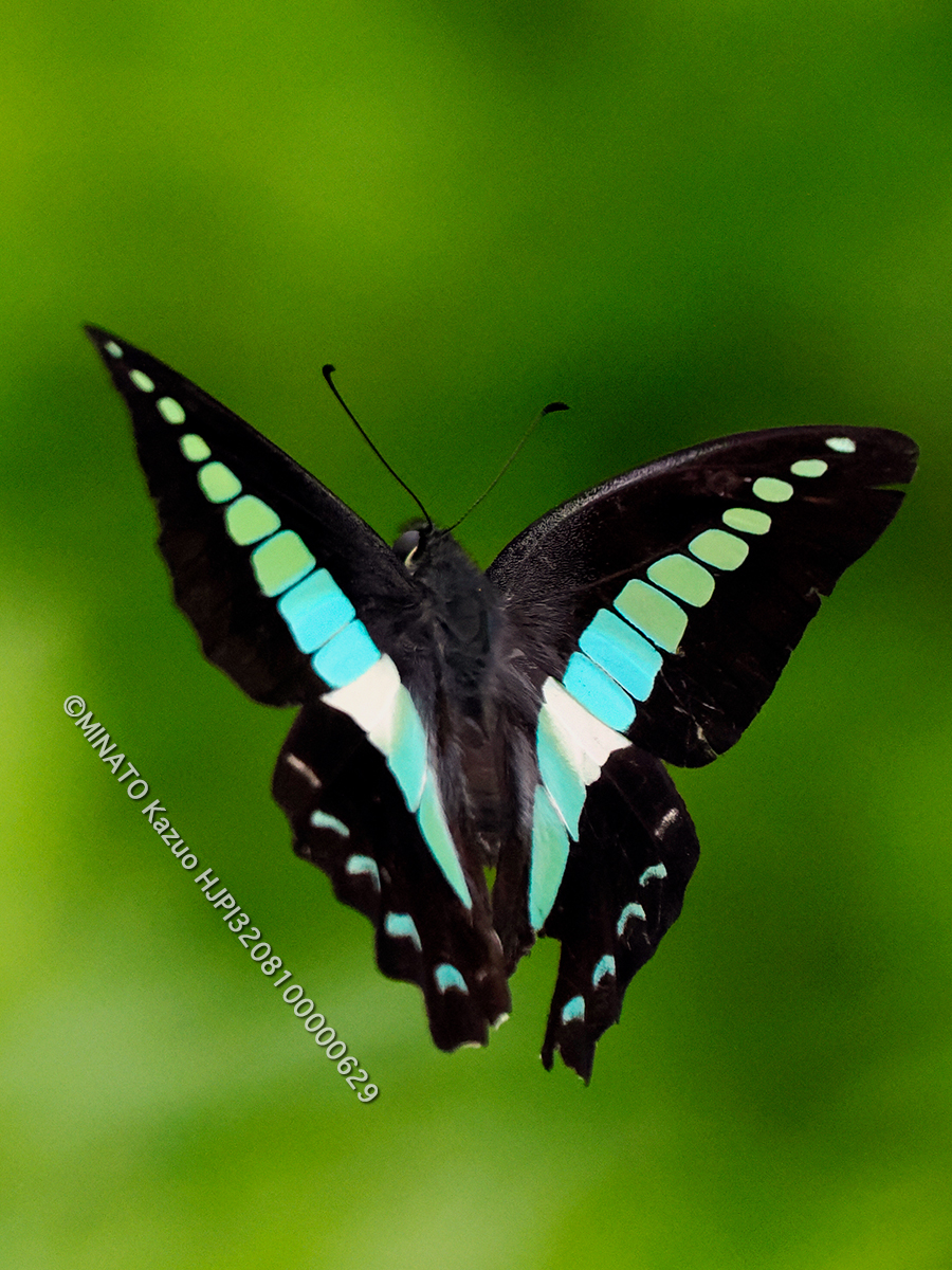 アオスジアゲハ