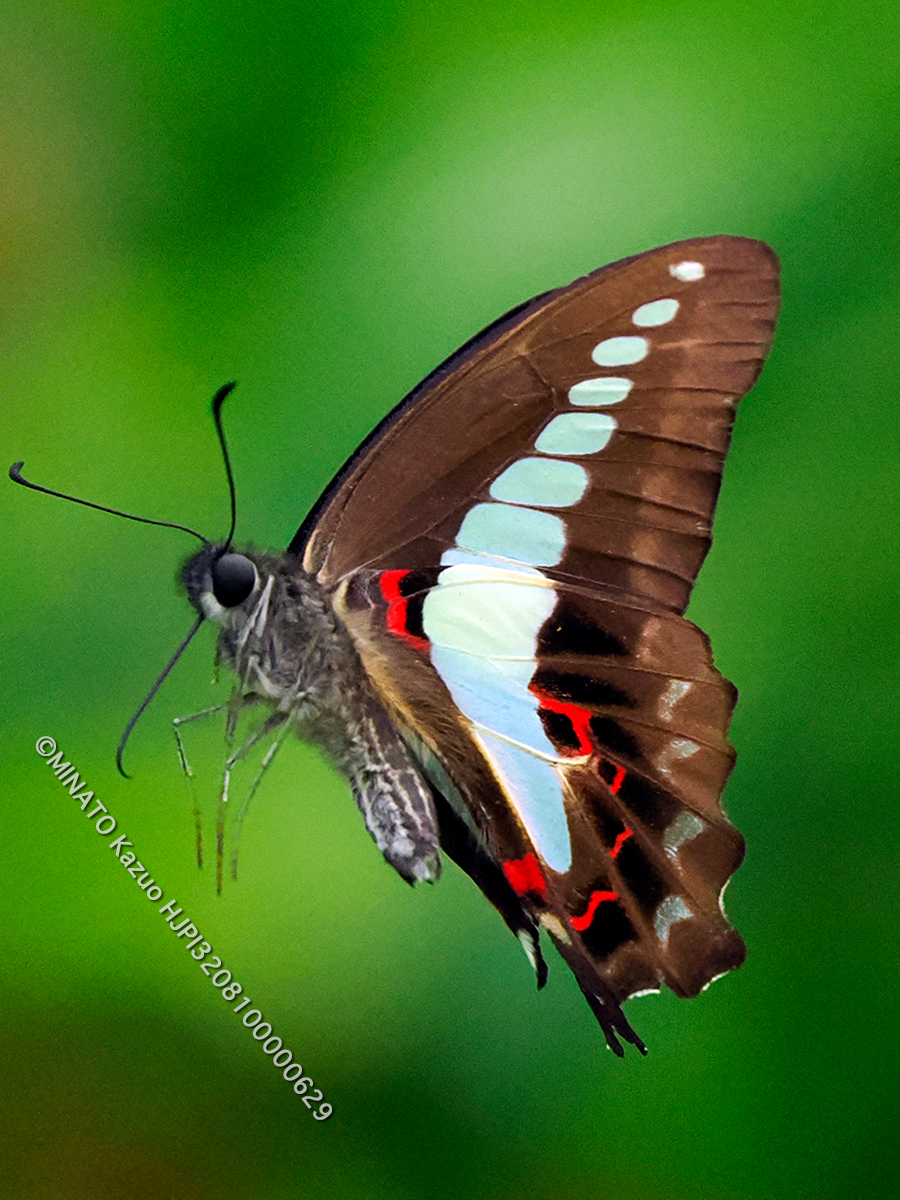 アオスジアゲハ