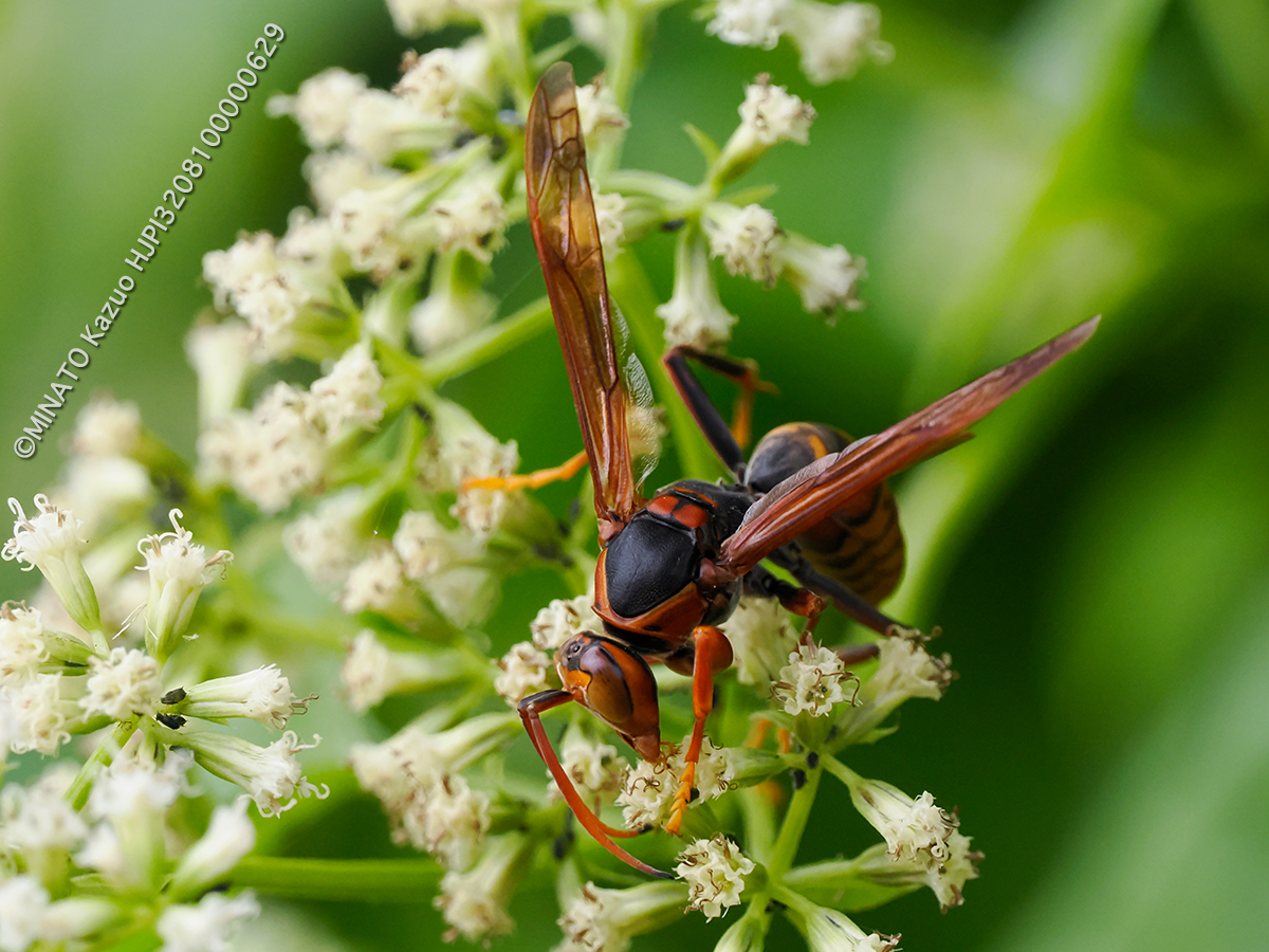 キアシナガバチ
