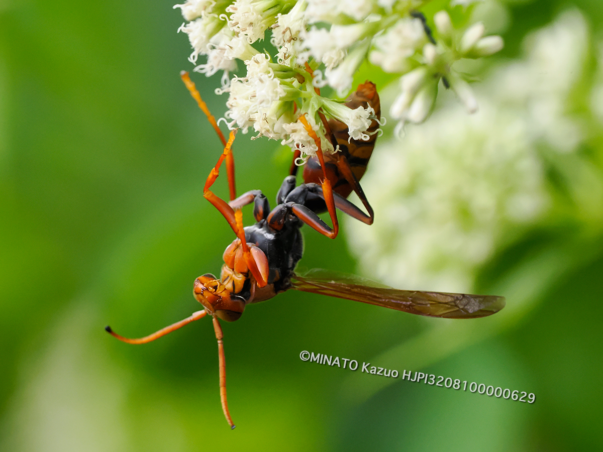 キアシナガバチ