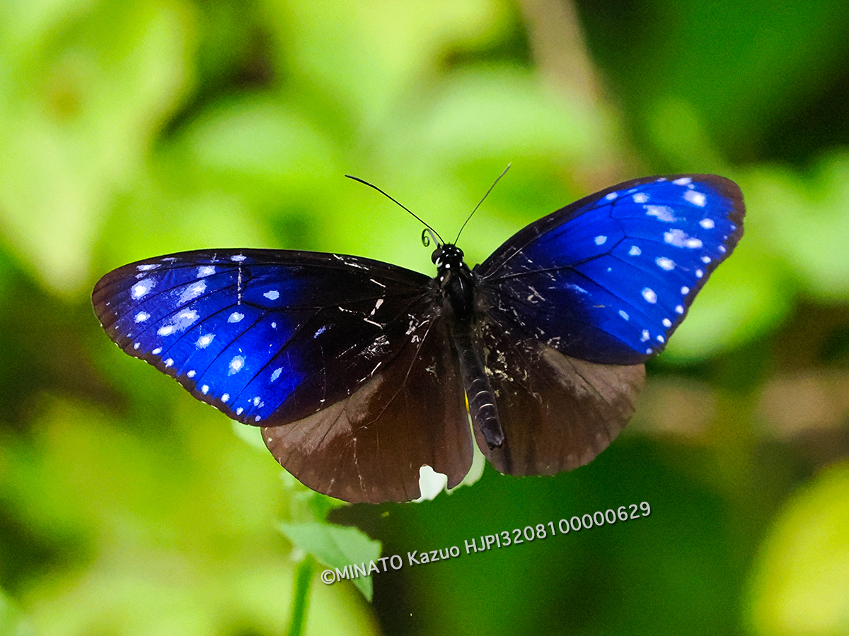 ツマムラサキマダラ雄