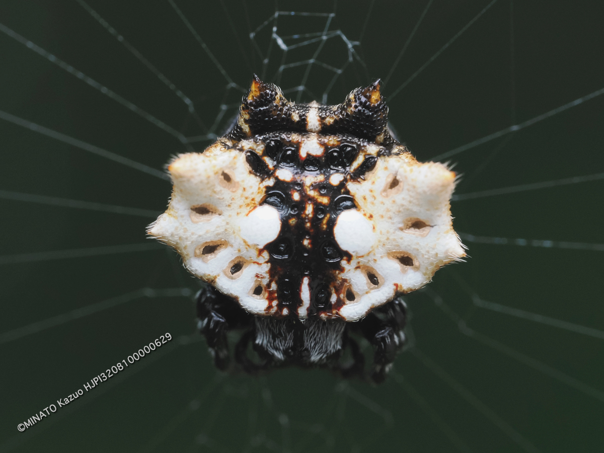 チブサトゲグモ