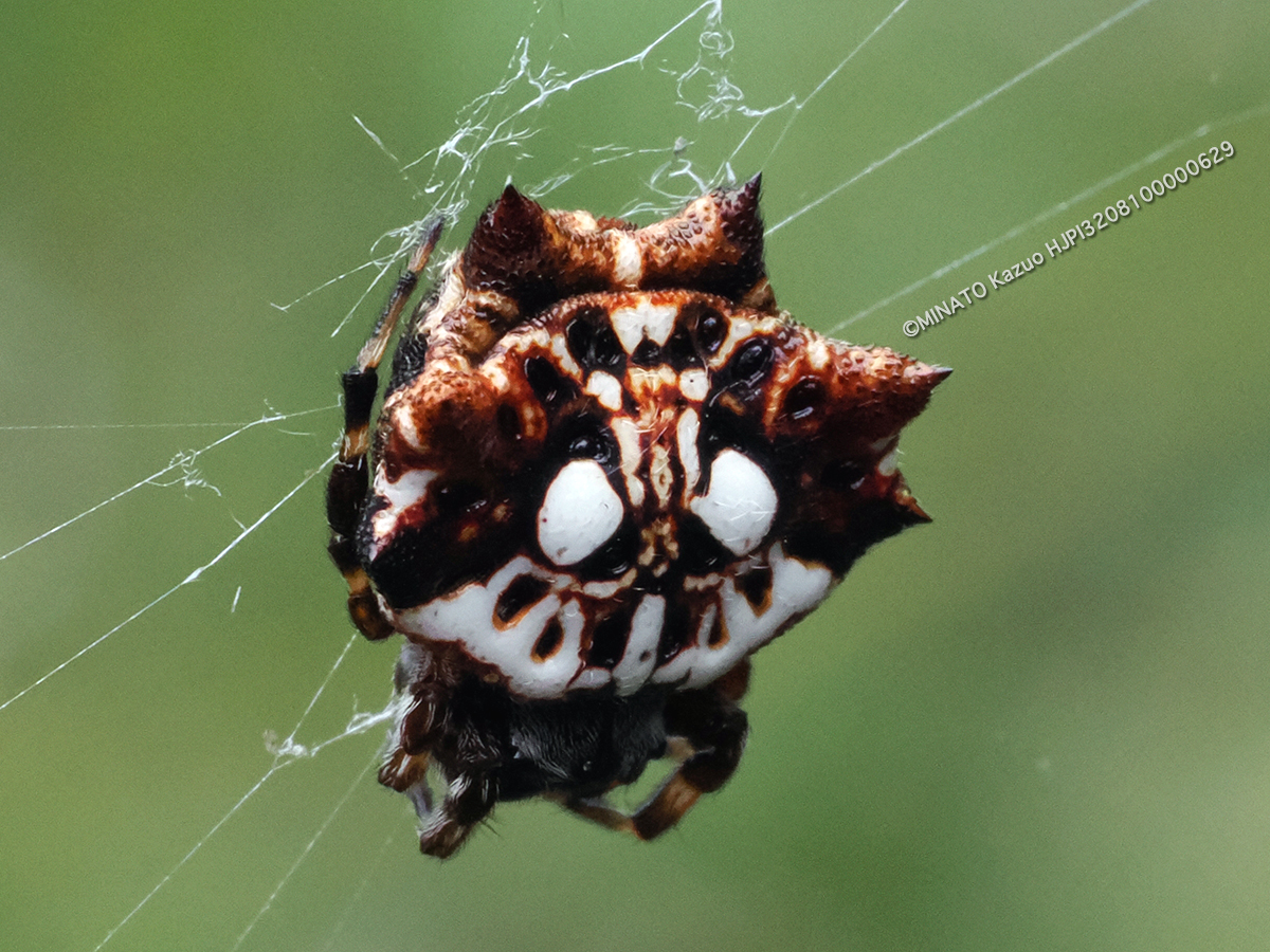 チブサトゲグモ