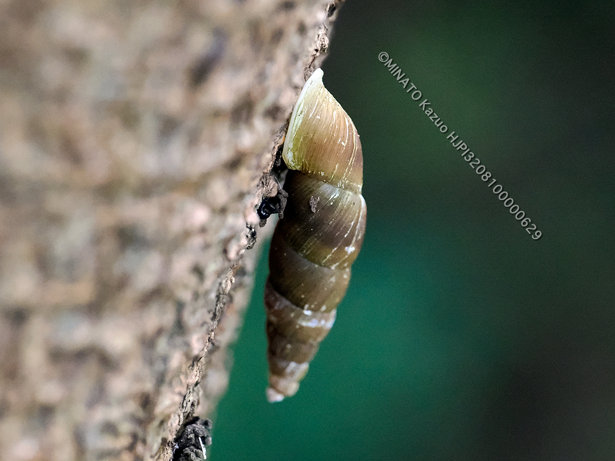 オキナワギセルガイ