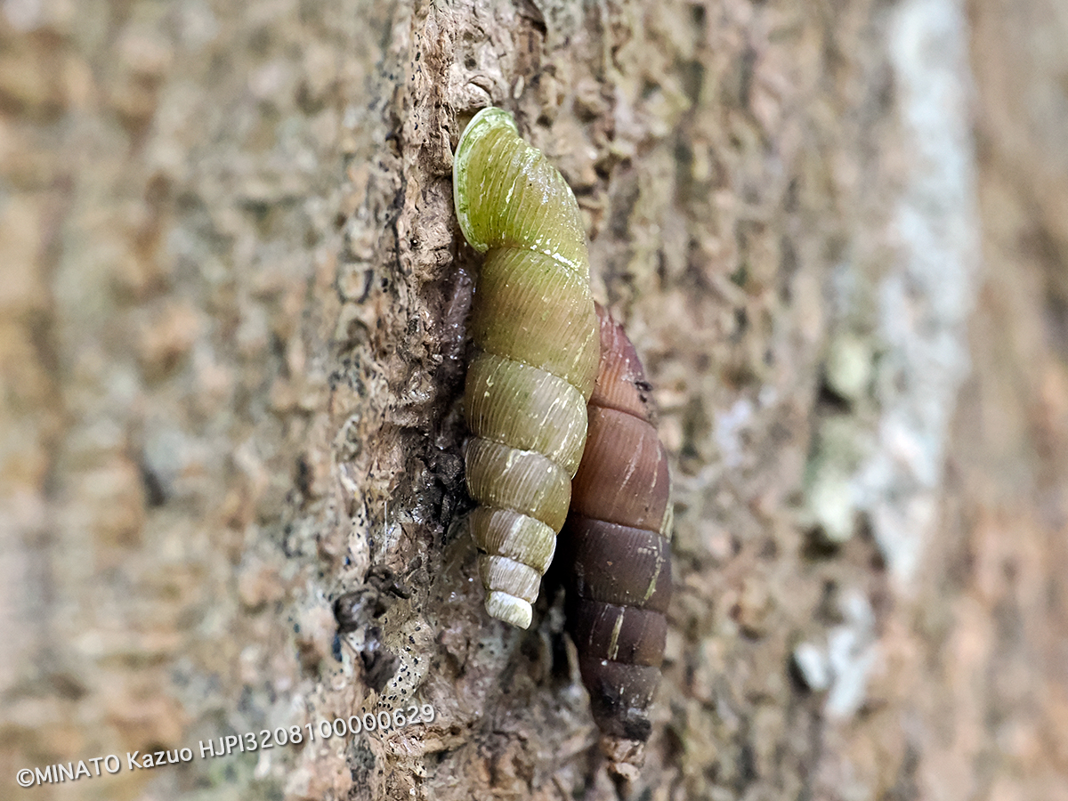 オキナワギセルガイ