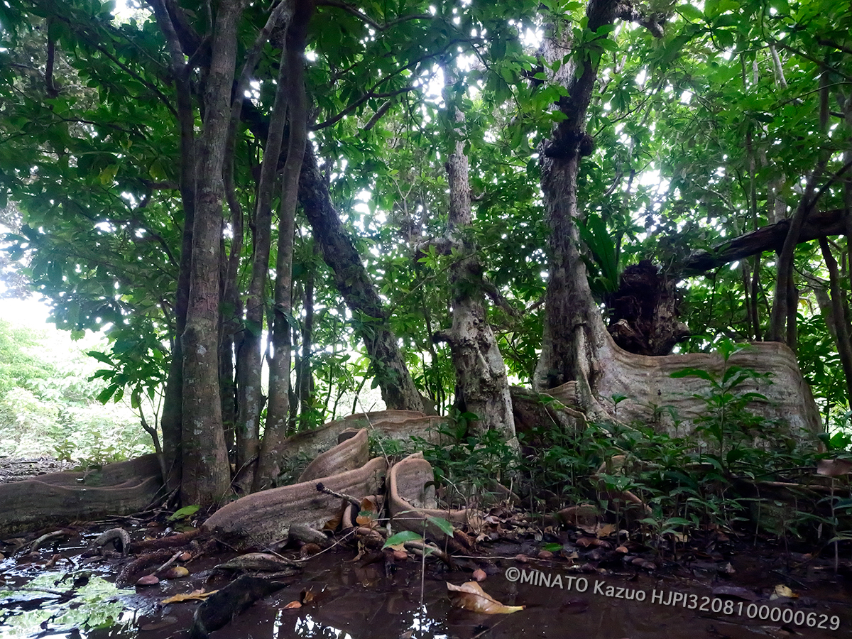 サキシマスオウノキ