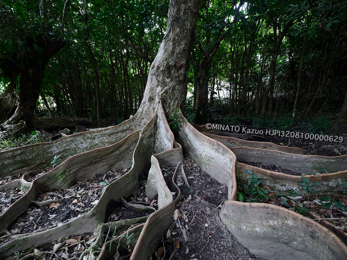 サキシマスオウノキ