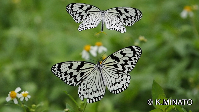 オオゴマダラ求愛行動