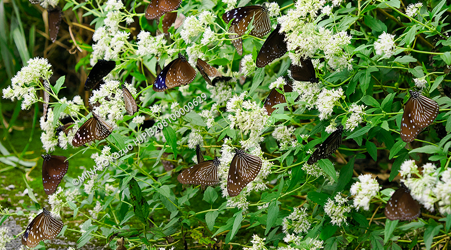マダラチョウ類乱舞