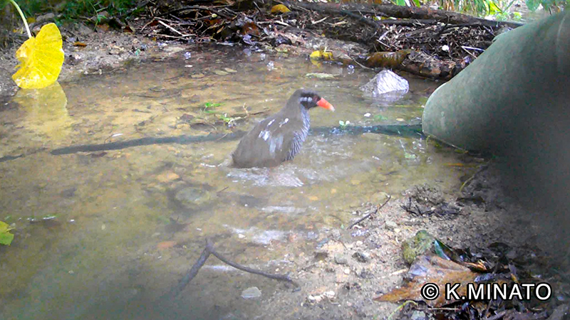 ヤンバルクイナ水浴び