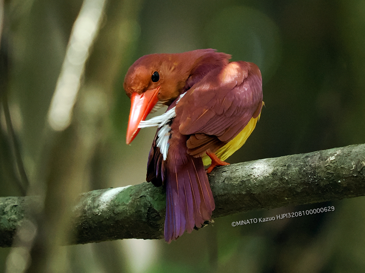リュウキュウアカショウビン
