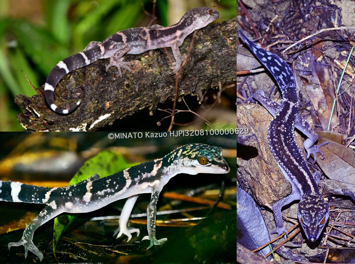 ヤンバルトカゲモドキ