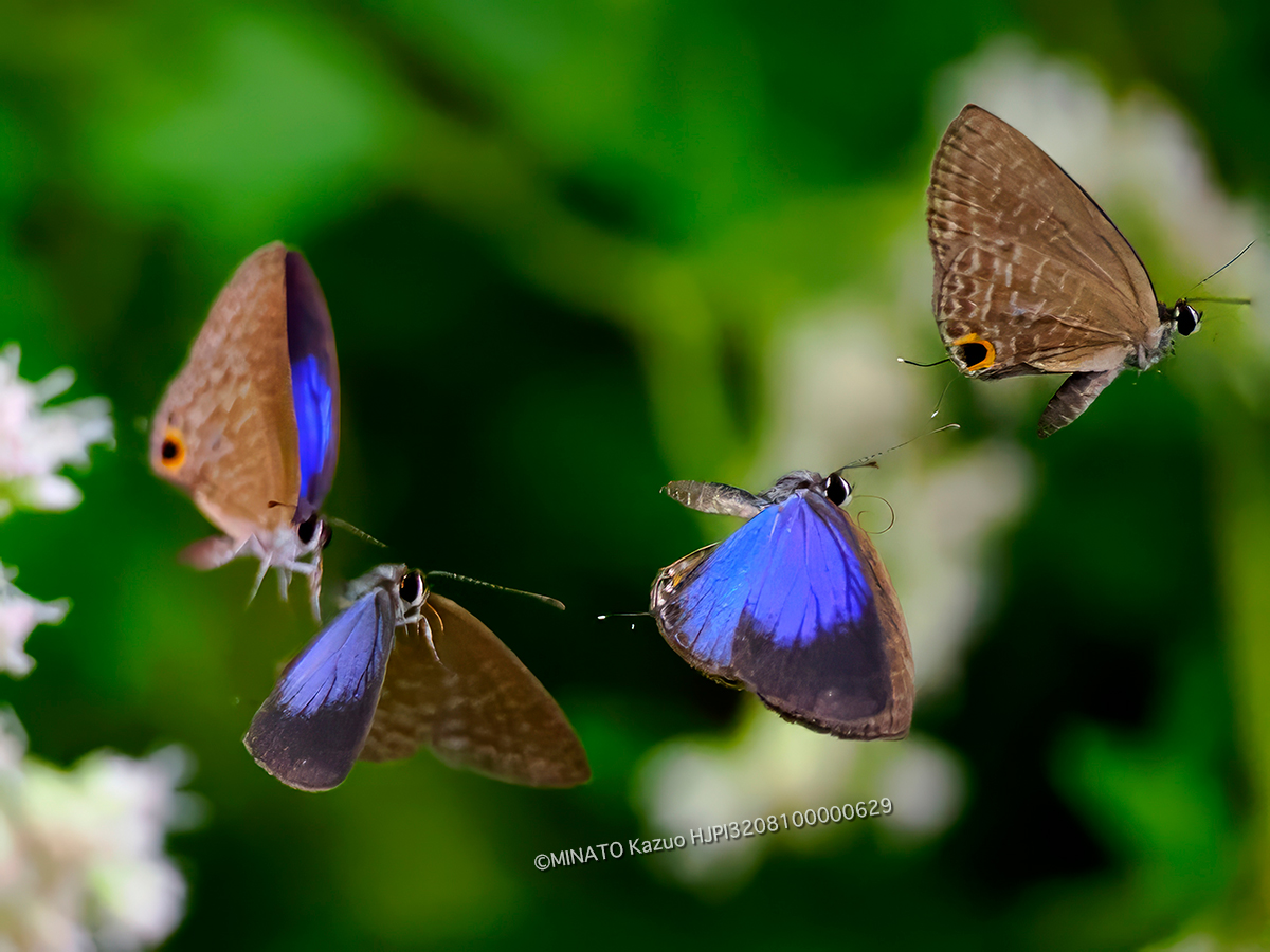 ルリウラナミシジミ