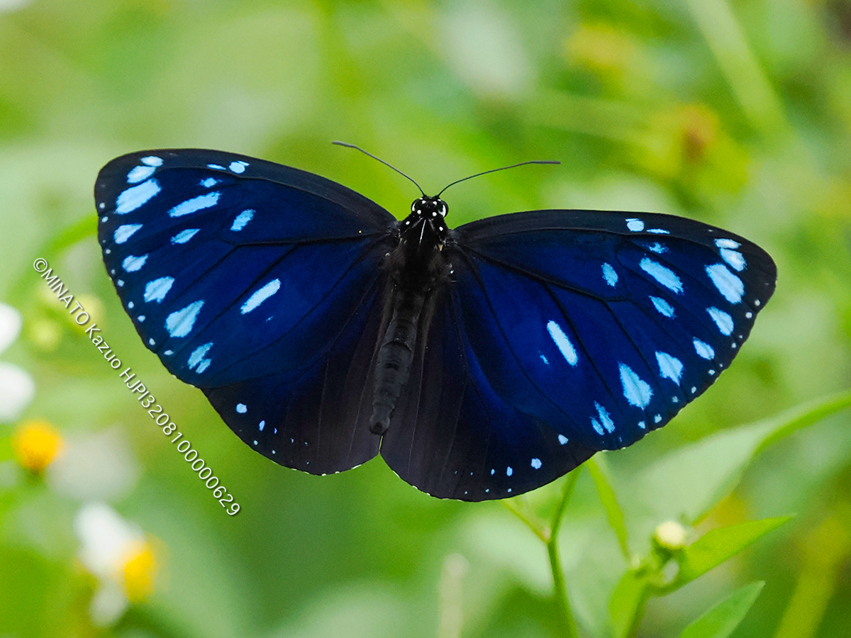 マルバネルリマダラ