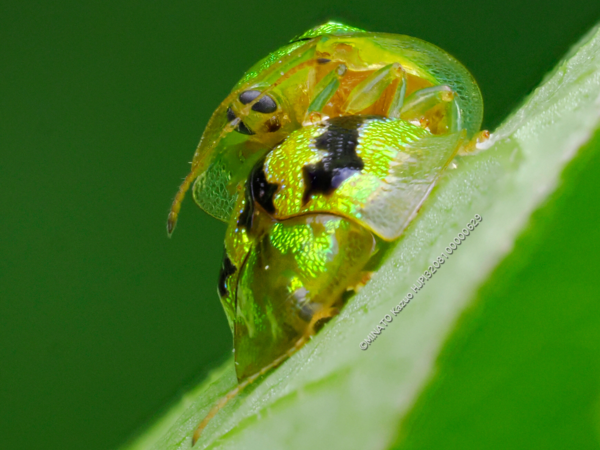 タテスジヒメジンガサハムシ