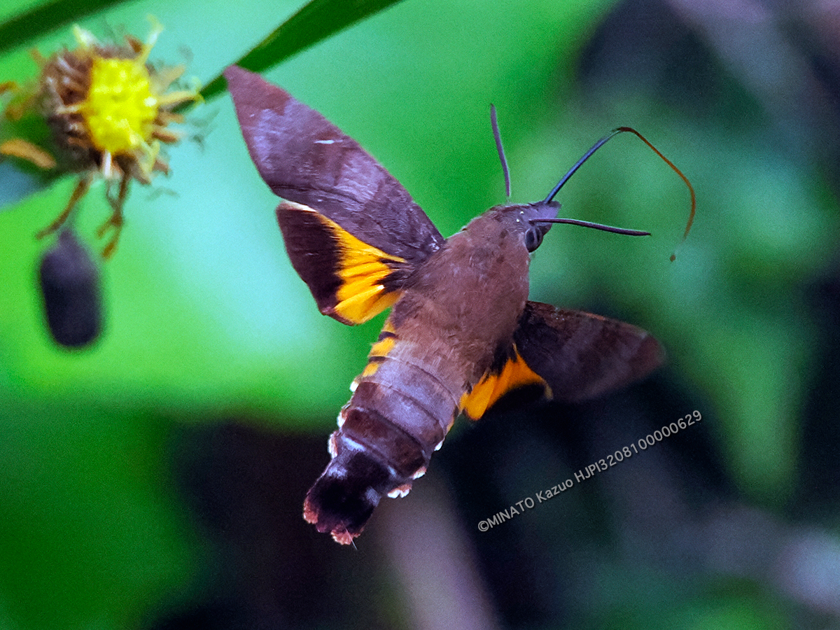 オキナワクロホウジャク