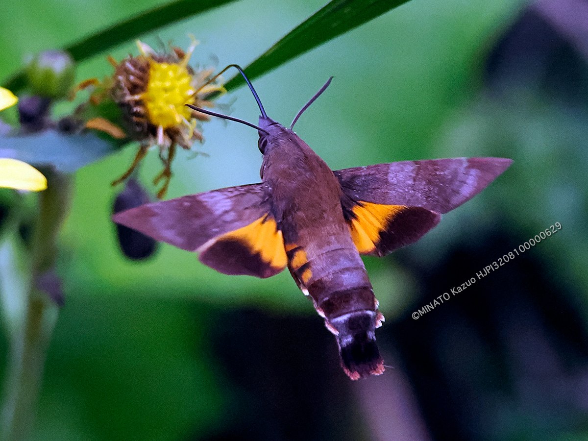オキナワクロホウジャク