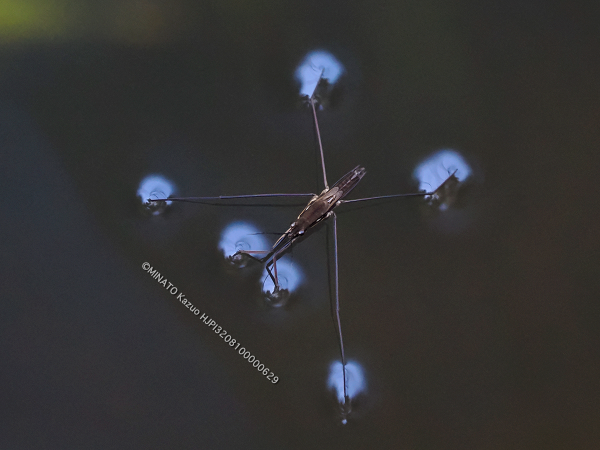 アマミアメンボ