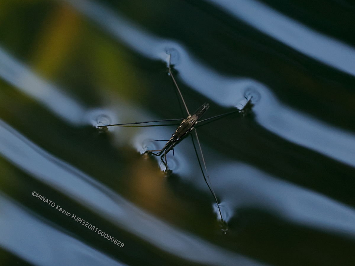 アマミアメンボ