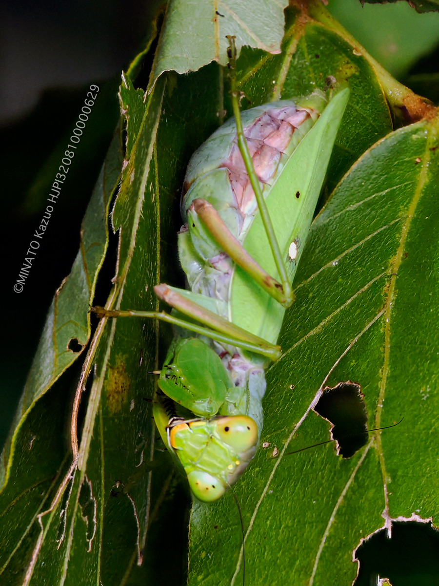 ハラビロカマキリ