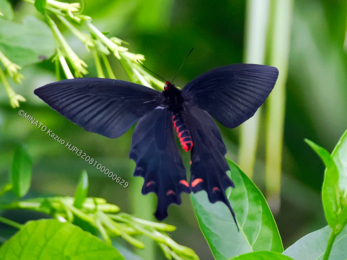 ジャコウアゲハ