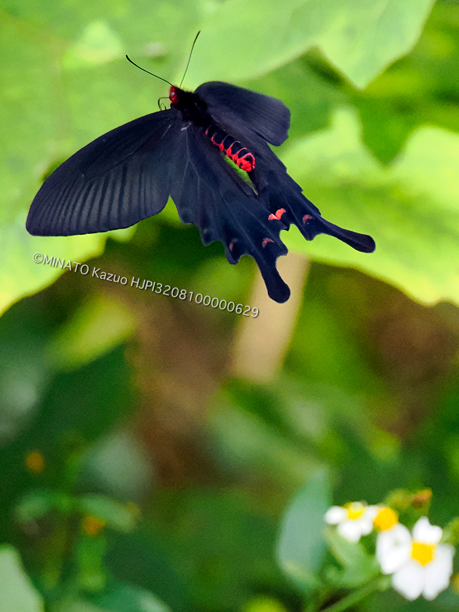 ジャコウアゲハ