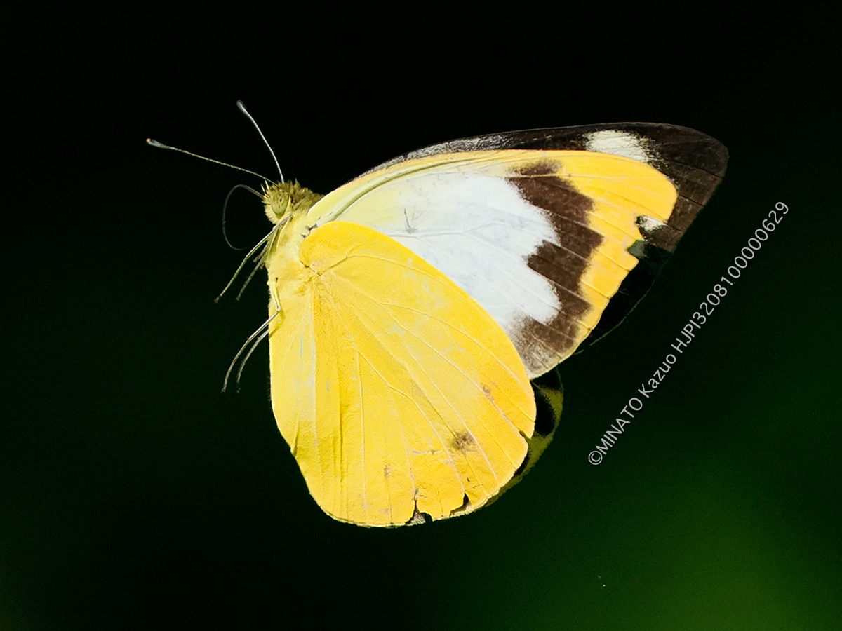 ナミエシロチョウ雌