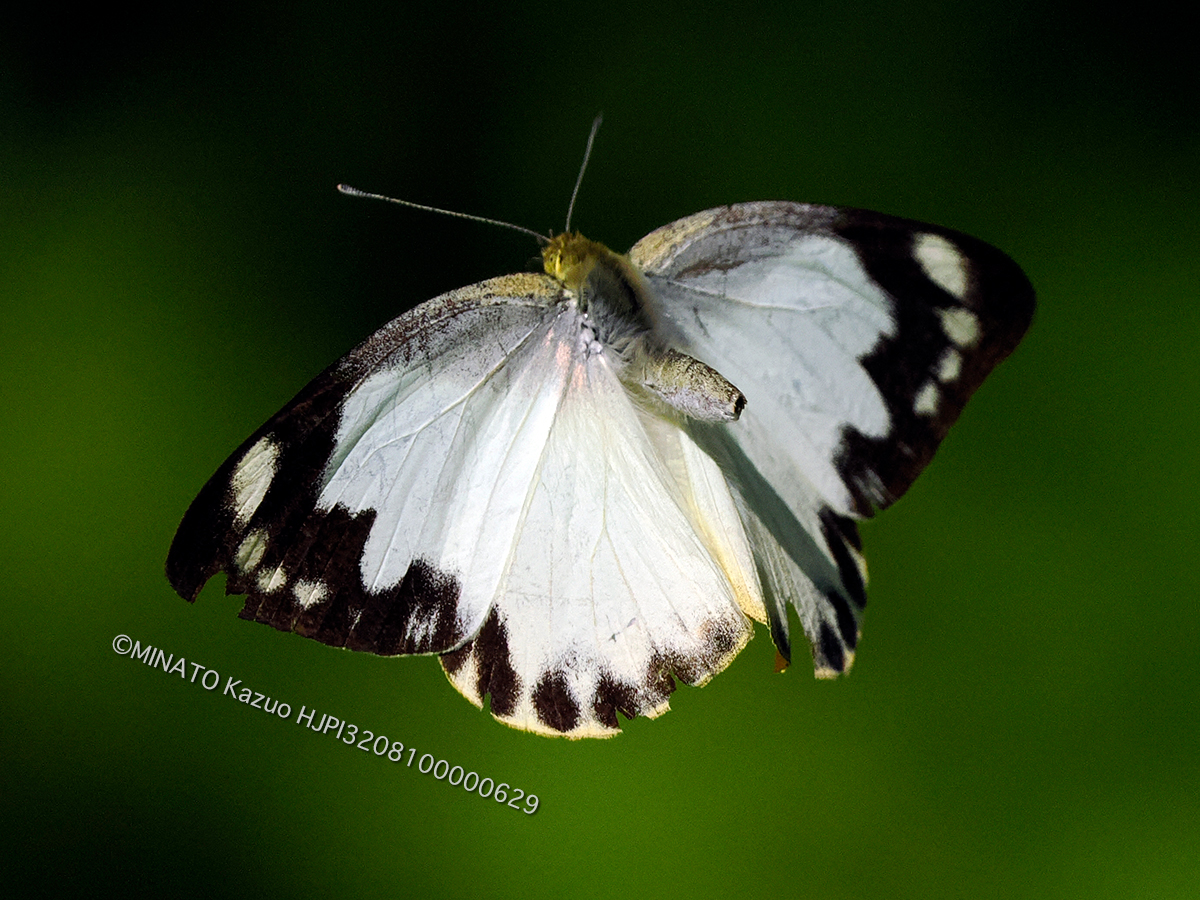 ナミエシロチョウ雌