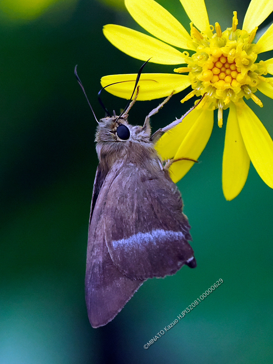 オキナワビロードセセリ