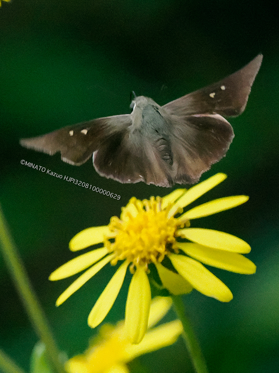 オキナワビロードセセリ