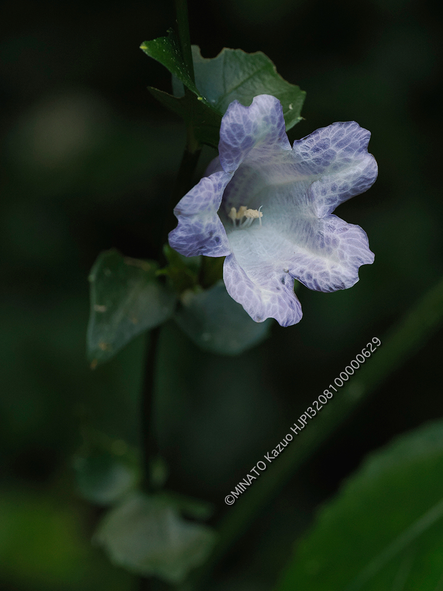 セイタカスズムシソウ