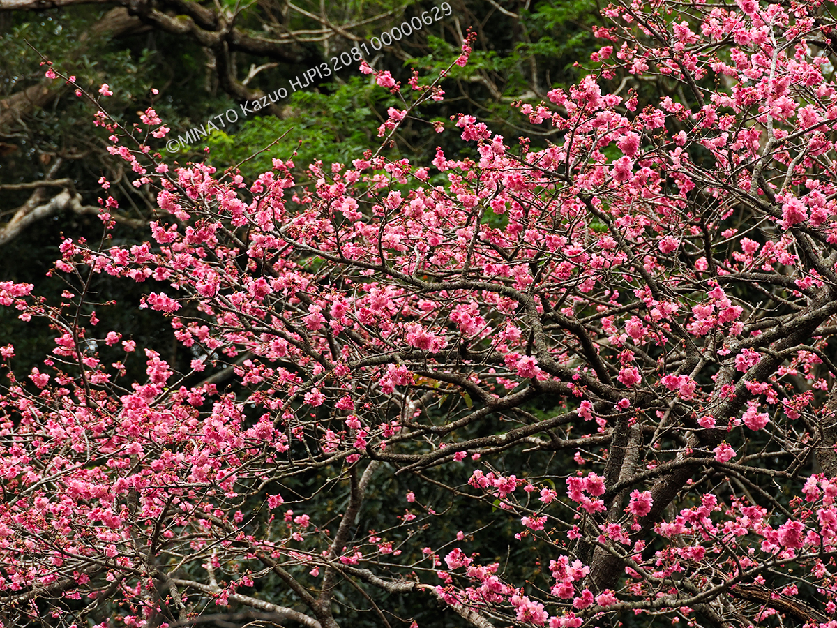 カンヒザクラ
