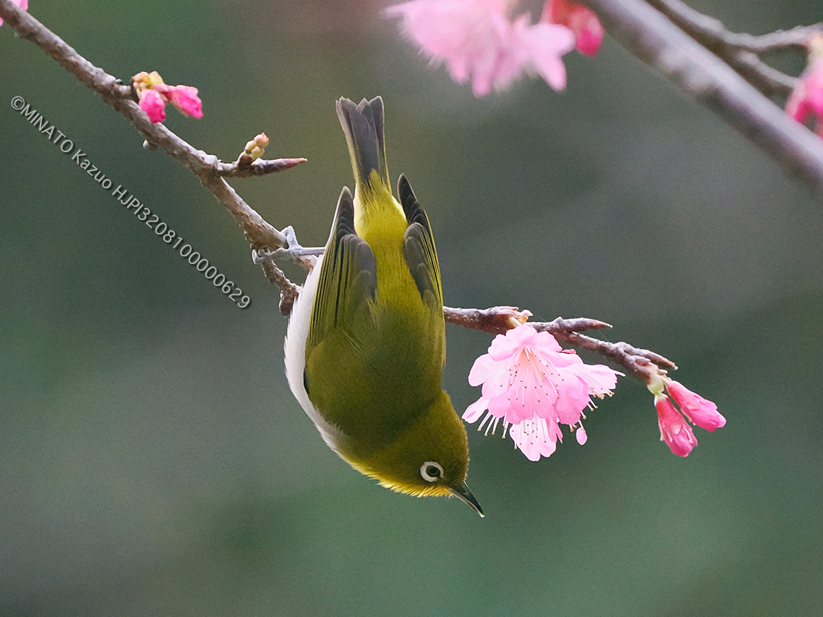 リュウキュウメジロ