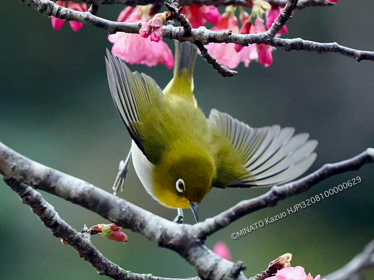 リュウキュウメジロ